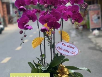 Shop Hoa Lan đẹp cam kết chất lượng lớn nhất Sài Gòn tha hồ chọn lựa