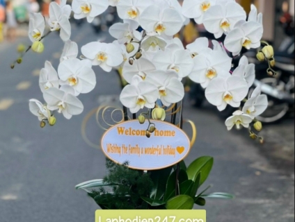 Shop hoa tươi chuyên cung cấp Lan Hồ Điệp VIP nhất Sài Gòn 0934013738