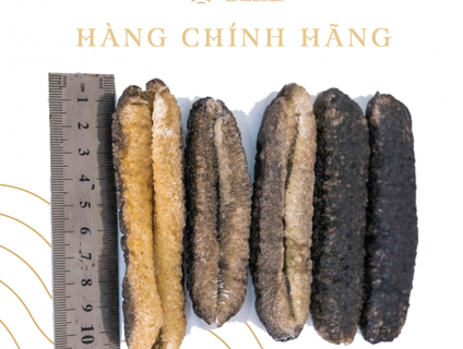 HẢI SÂM CÁT CHỐNG UNG THƯ  giá tốt tại hệ thống 5giay.vn