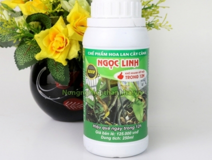 Đại lý cung cấp thuốc trừ bệnh thối nhũn, sát khuẩn cho lan