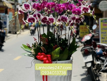 Shop hoa lan hồ điệp cao cấp nhất sài gòn chuyên Lan VIP Đà Lạt