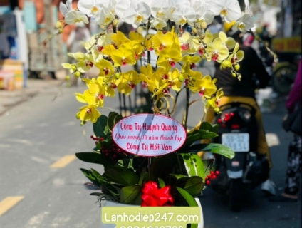 Những mẫu lan Hồ Điệp đột biến đẹp nhất tại Shop Hoa lan 247 TPHCM