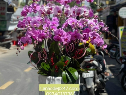 Những mẫu Hoa Lan Hồ Điệp đẹp được ưa chuộng nhất tại Hoa tươi 247