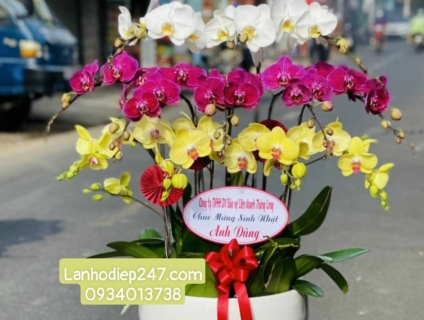 Các chậu Lan Hồ Điệp sang trọng phù hợp trưng bày phòng khách may mắn