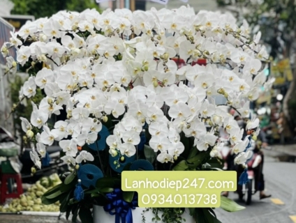 Những mẫu Lan Hồ Điệp đẹp bán chạy nhất tại Hoa lan Sài Gòn 247