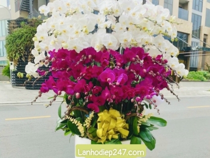 Liệt kê những mẫu Lan Hồ Điệp đẹp xuất sắc tại Hoa Lan Sài Gòn 247