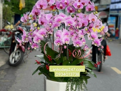 Shop Hoa Lan TPHCM 247 chuyên Lan Hồ Điệp cao cấp Apollo 0934013738