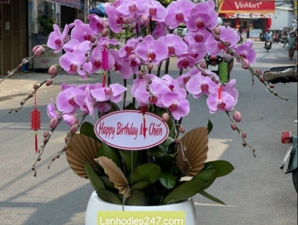 Nơi chuyên bán Lan Hồ Điệp uy tín nhất tphcm - Hoa Lan Sài Gòn 247
