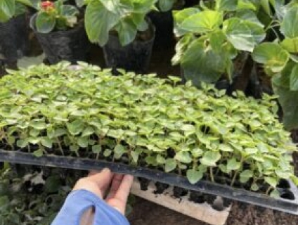 Cách lựa chọn mua cây giống hoa ngọc thảo