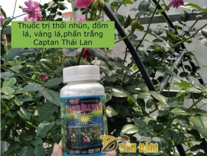 Nơi bán các loại thuốc phòng trừ thối nhũn cho hoa lan