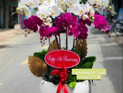 Địa chỉ mua hoa lan hồ điệp uy tín giá tốt nhất TPHCM - Hoa Tươi 247