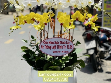 Dịch vụ điện hoa 247 tphcm chuyên bán Lan Hồ Điệp Apollo cao cấp