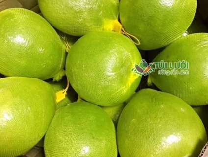 Chuyên cung cấp túi lưới nhựa đựng chanh lớn nhất miền Bắc