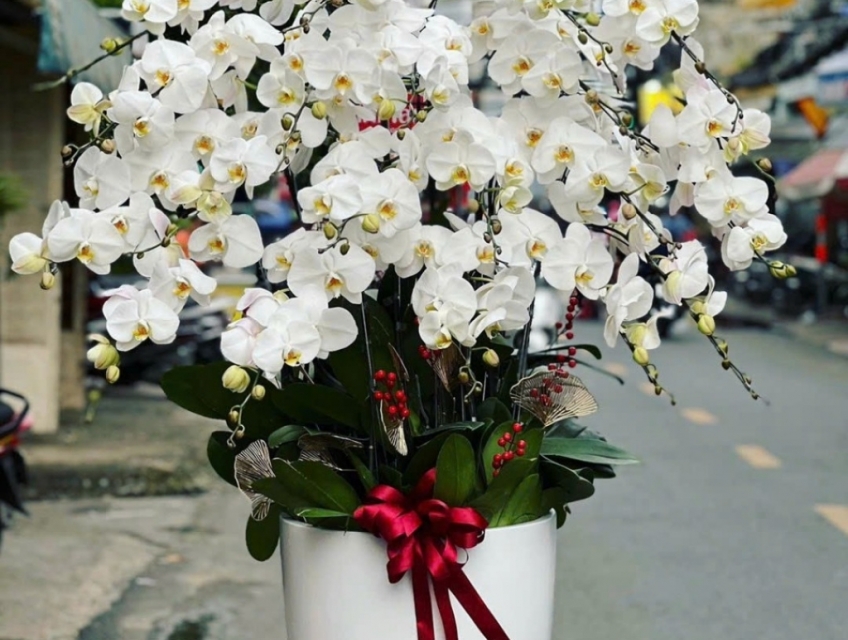 Mua hoa lan hồ điệp tphcm ở đâu rẻ đẹp - Hoa Lan 247 Sài Gòn