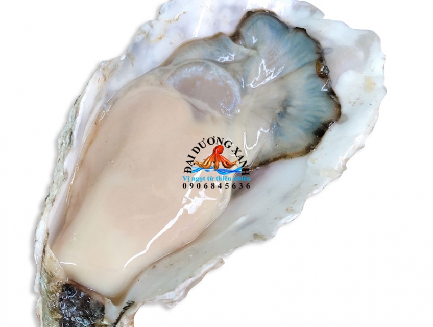 Mua hàu Hàn Quốc giá tốt tại Tp Hồ Chí Minh