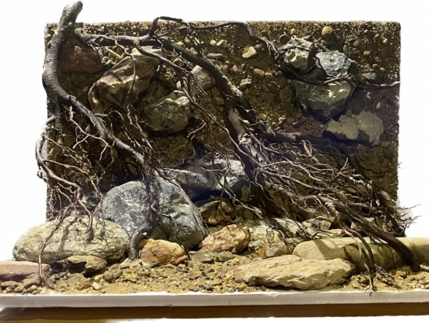 Layout thủy sinh theo yêu cầu