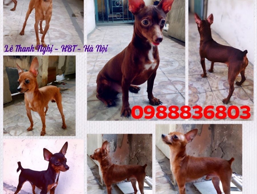 Phối giống fox hươu mini Hà Nội. 0988836803