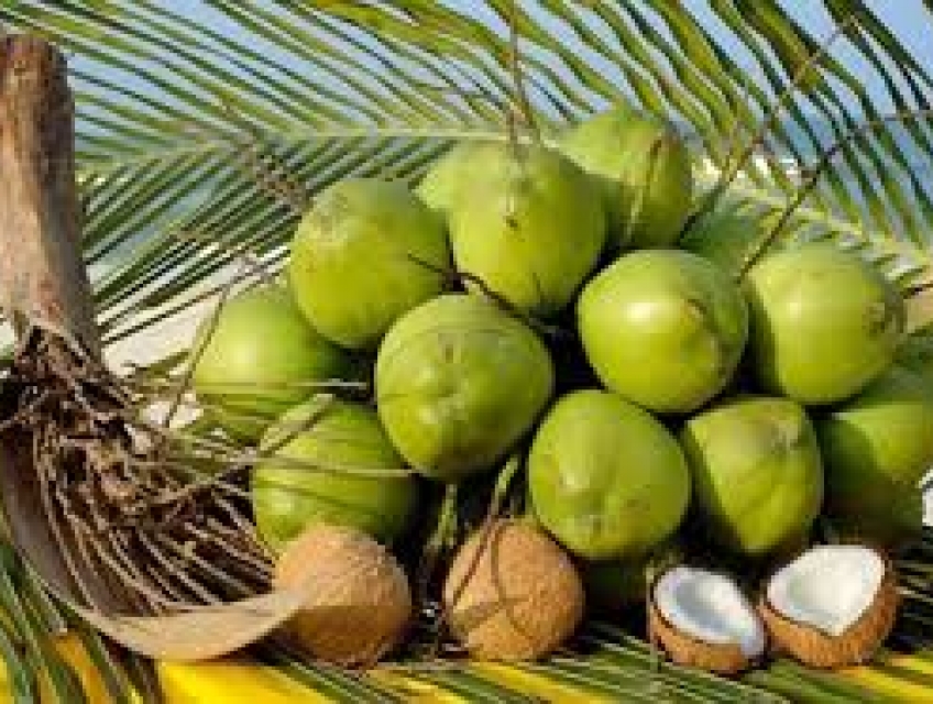 Điều Cần Biết Về Dừa - "Kho Báu" Từ Thiên Nhiên