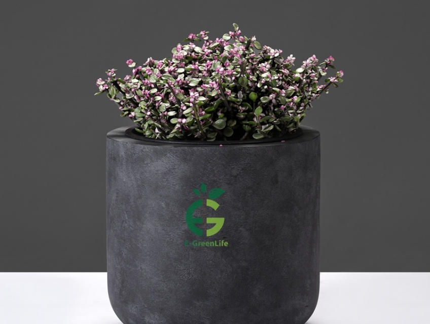 Chậu Composite Dáng Trụ Tròn Bo Đáy Như Ý