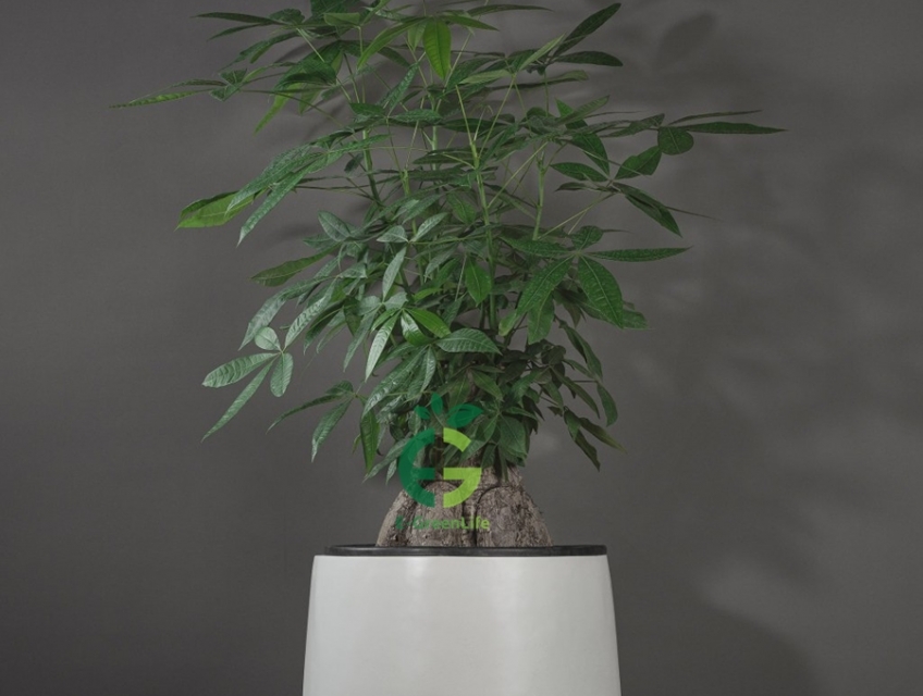 Chậu Composite Dáng Tròn Bo Đáy Vĩnh Lộc