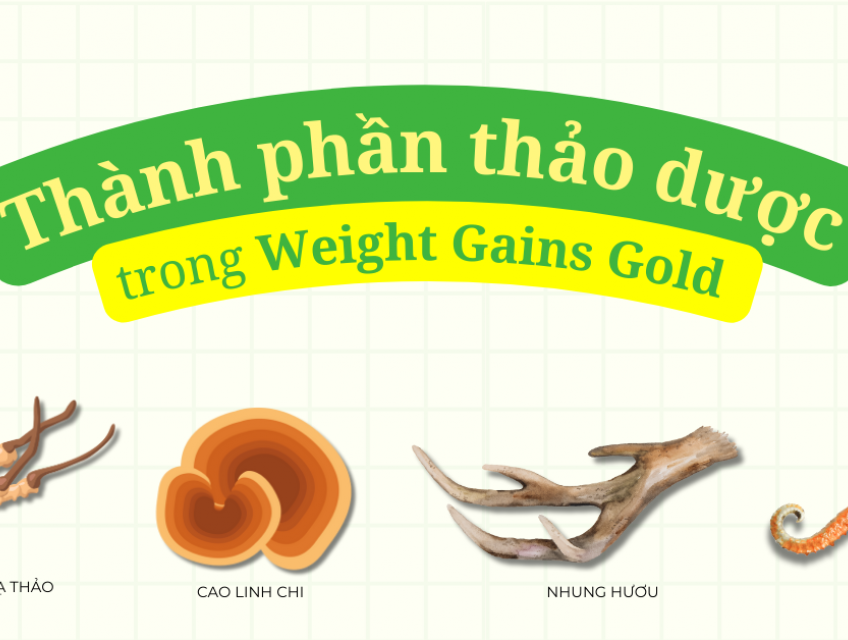 Các Thành Phần Thảo Dược Có Trong Weight Gains Gold