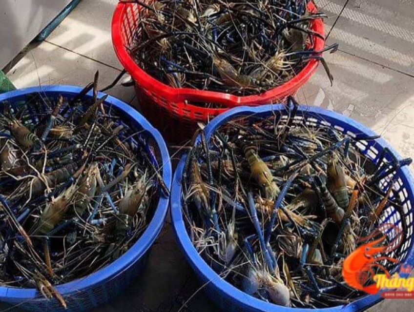 Tôm Càng Xanh loại 1 siêu to giá bao nhiêu tiền 1kg ?