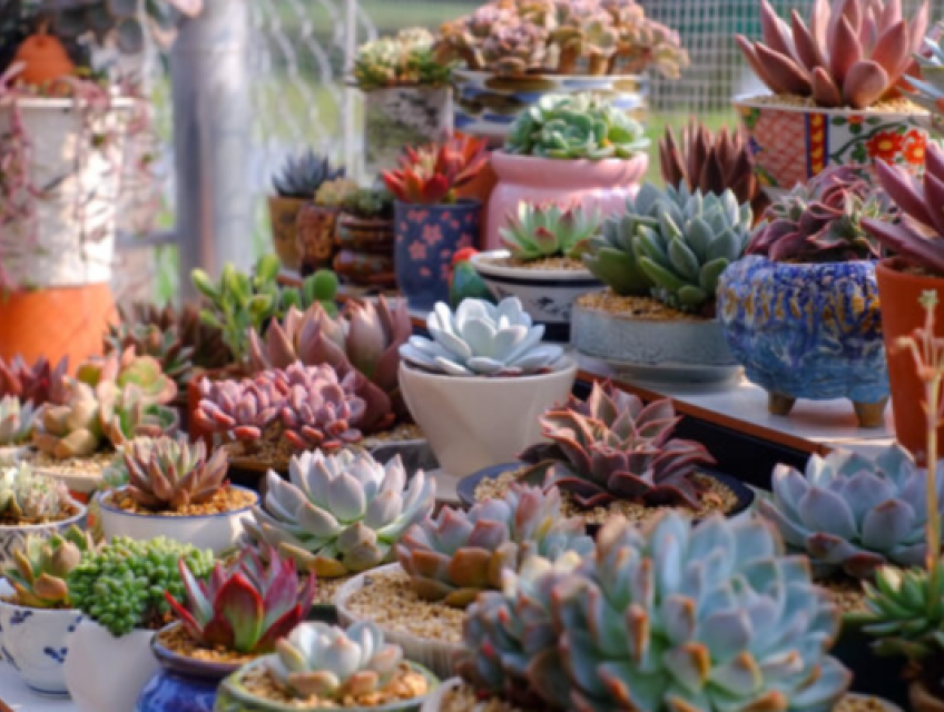 Những thông tin bạn cần biết về ”Sen đá”