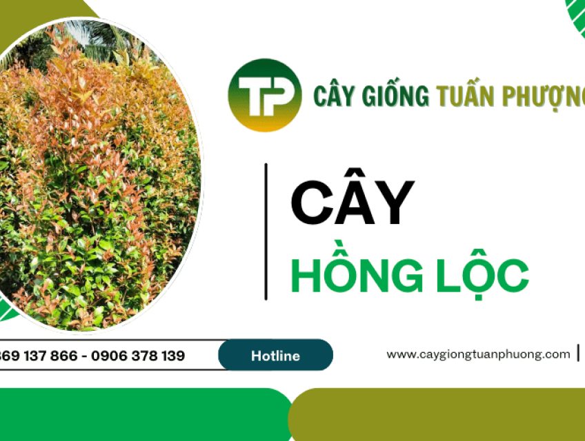 Cây hồng lộc, cây công trình
