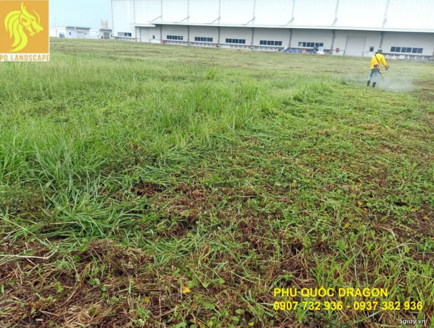 dịch vụ cắt cỏ dại phát hoang mùa khô tại Đồng Nai