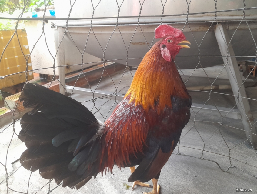 Asil Mỹ 1kg4 2x bị tỳ cánh đã lành