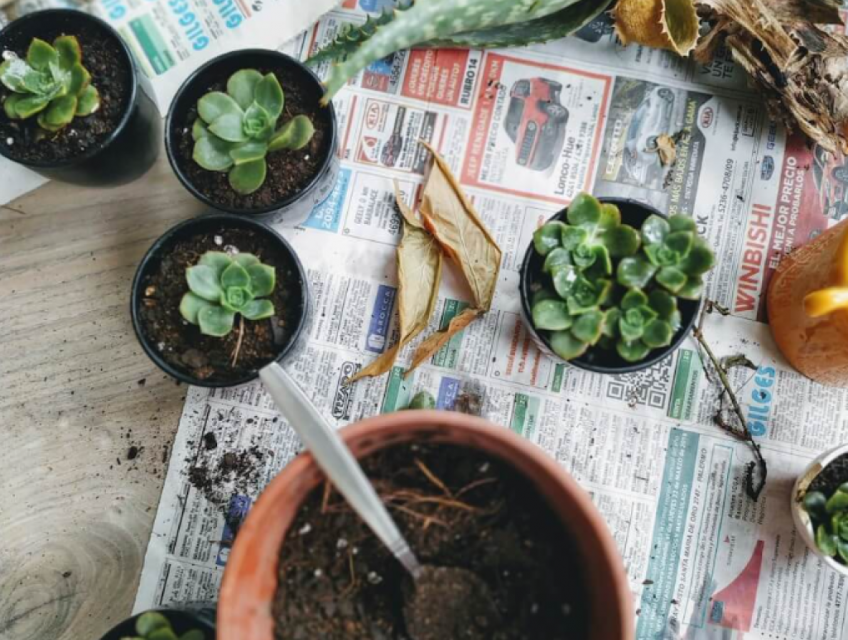 Những Điều Cần Lưu Ý Khi Chọn Mua Cây Sen Đá Chất Lượng