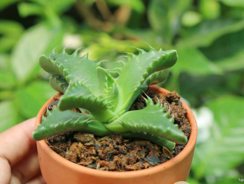 Tác Dụng Chữa Bệnh Của Cây Sen Đá Mà Không Phải Ai Cũng Biết