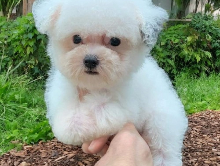 Cần bán chó poodle thuần chủng