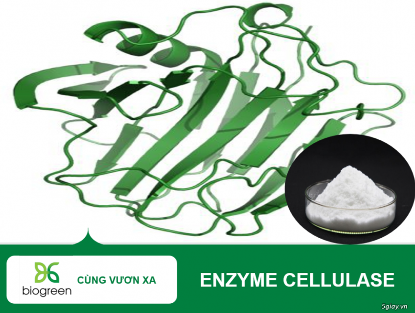 Enzyme tiêu hóa Cellulase trong thực phẩm bảo vệ sức