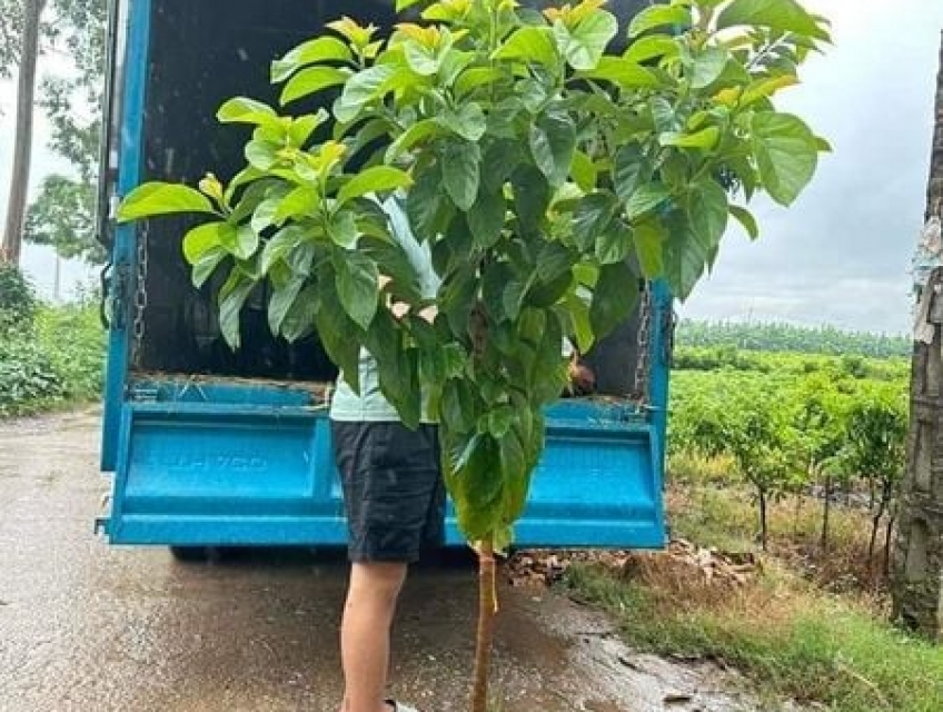 CÂY BƠ SÁP CỠ TO