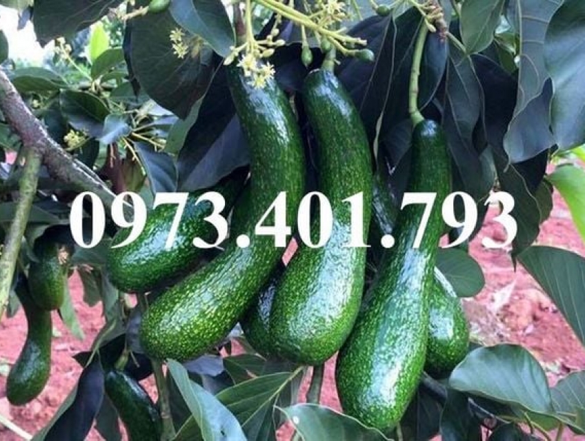 CÂY GIỐNG BƠ 034