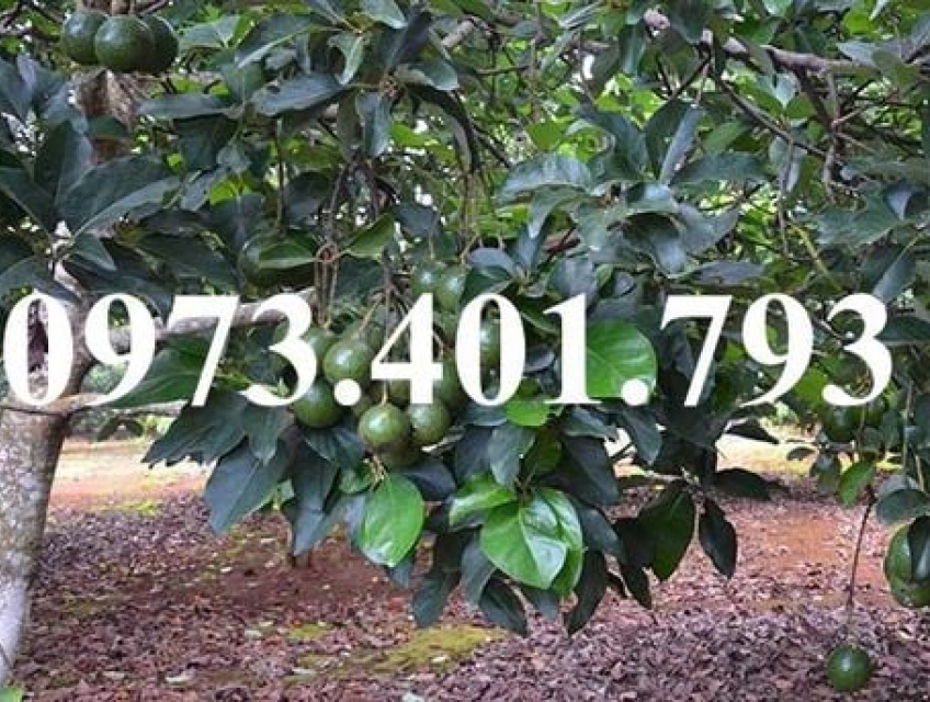 CÂY GIỐNG BƠ BOOTH