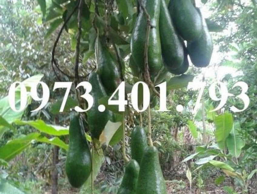 CÂY GIỐNG BƠ SÁP