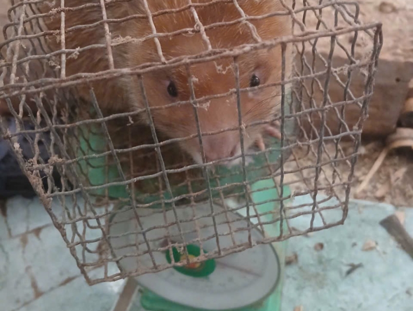 Dúi thịt, giống nuôi