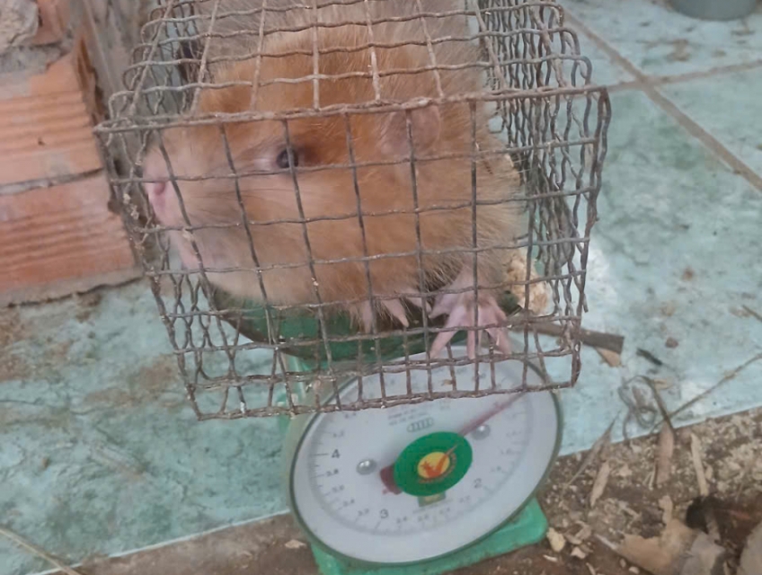 Dúi móc việt nam