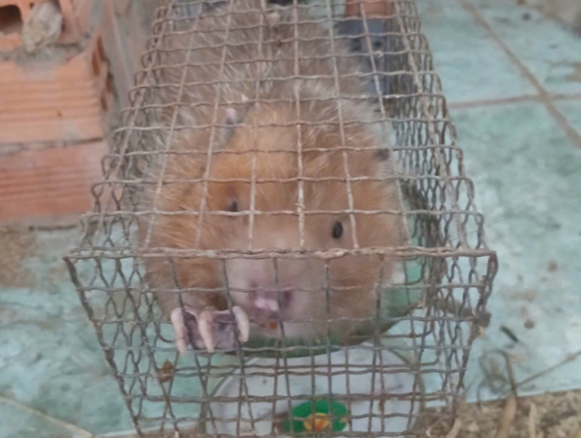 Dúi móc giống việt nam