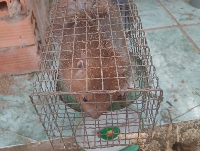 Dúi móc việt nam