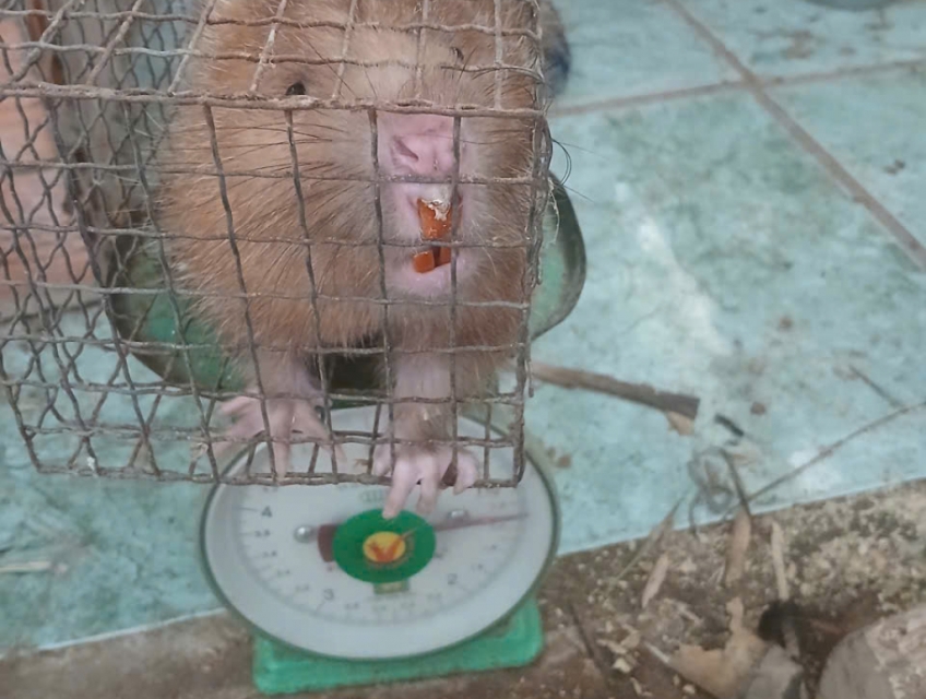 Dúi tốt việt nam