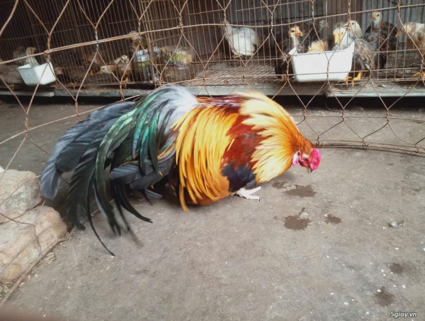 bán gà tre cảnh đuôi dài tại hà nội