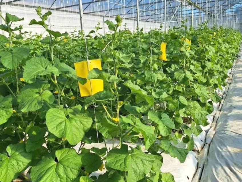 Đơn vị thi công nhà màng dưa lưới uy tính tại cần thơ