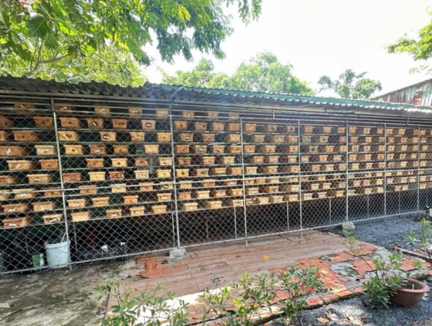 Ong dú giống