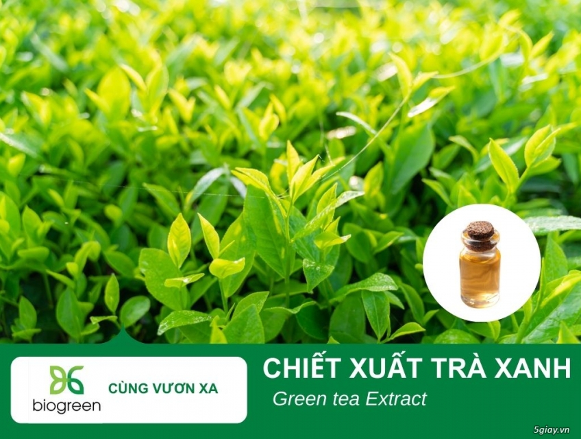 CHIẾT XUẤT TRÀ XANH BIOGREEN – GIẢI PHÁP CHỐNG OXY HÓA & NGỪA MỤN