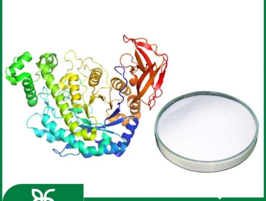 ENZYME AMYLASE BIOGREEN – "CHÌA KHÓA" ĐÁNH BAY ĐẦY BỤNG & BIẾNG ĂN