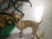 Cần bán chihuahua cái tơ thuần chủng .