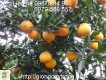 Cung Cấp Giong Cây Cam VinH Chất Lượng